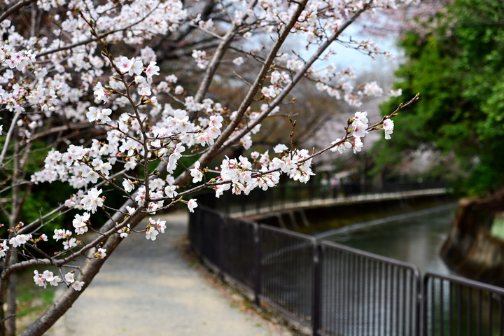 DSC_0980.jpg
