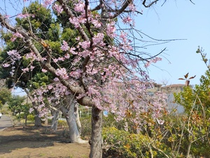 枝垂れ桜１.jpeg