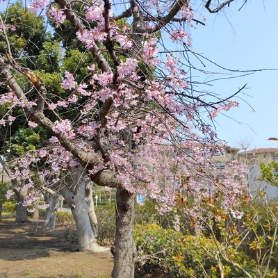 枝垂れ桜１.jpeg
