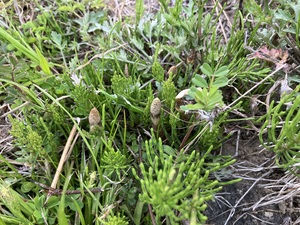 IMG_7148.jpeg