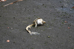 魚.JPG