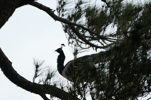 IMG_3270.jpeg