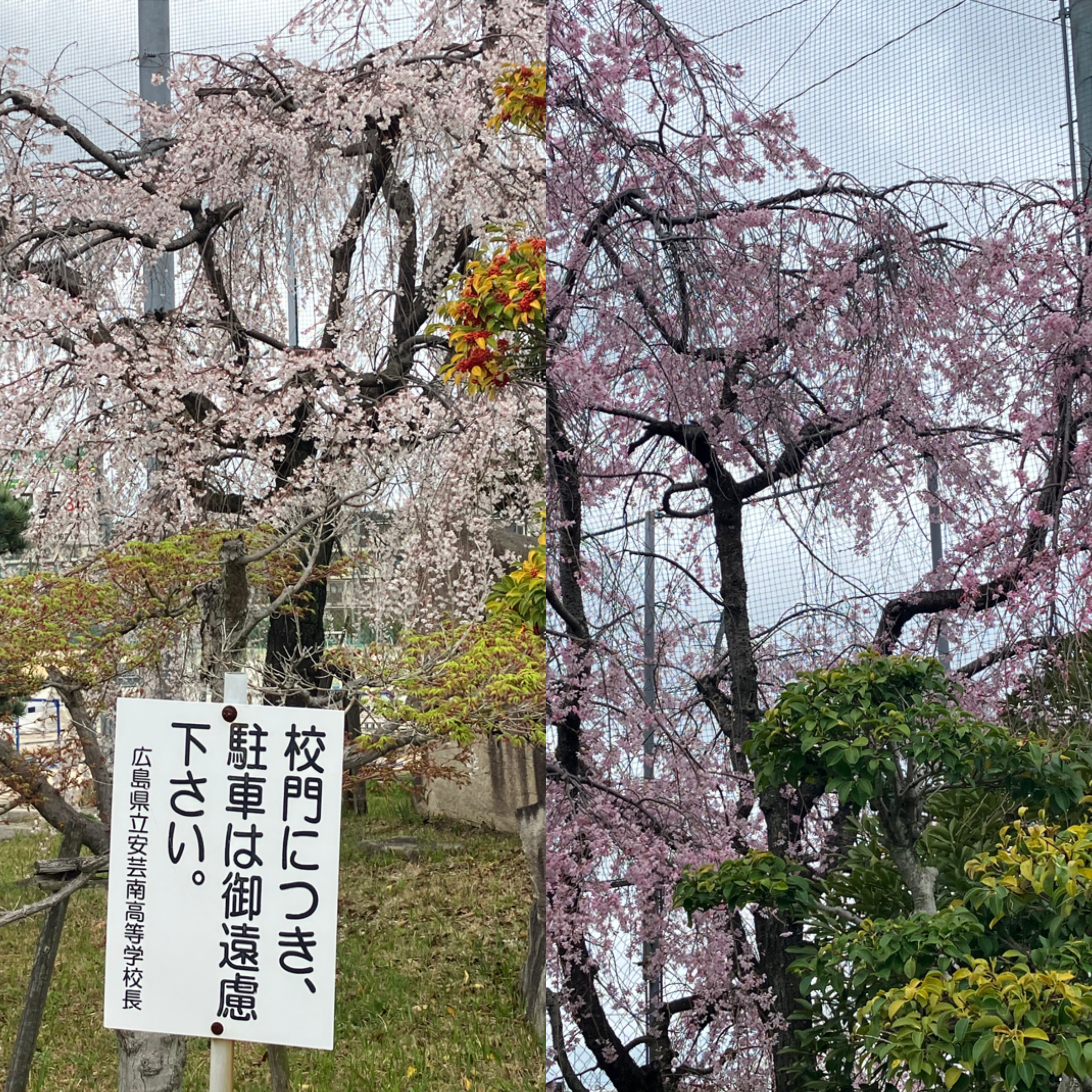 IMG_7179.jpeg