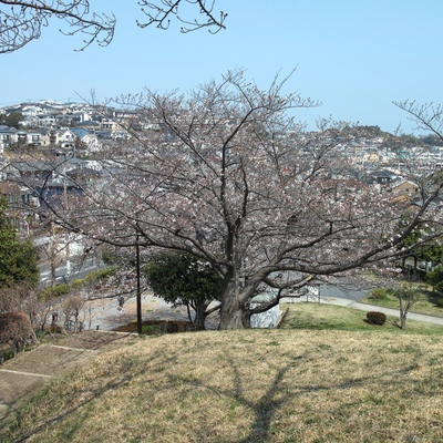桜2.jpg