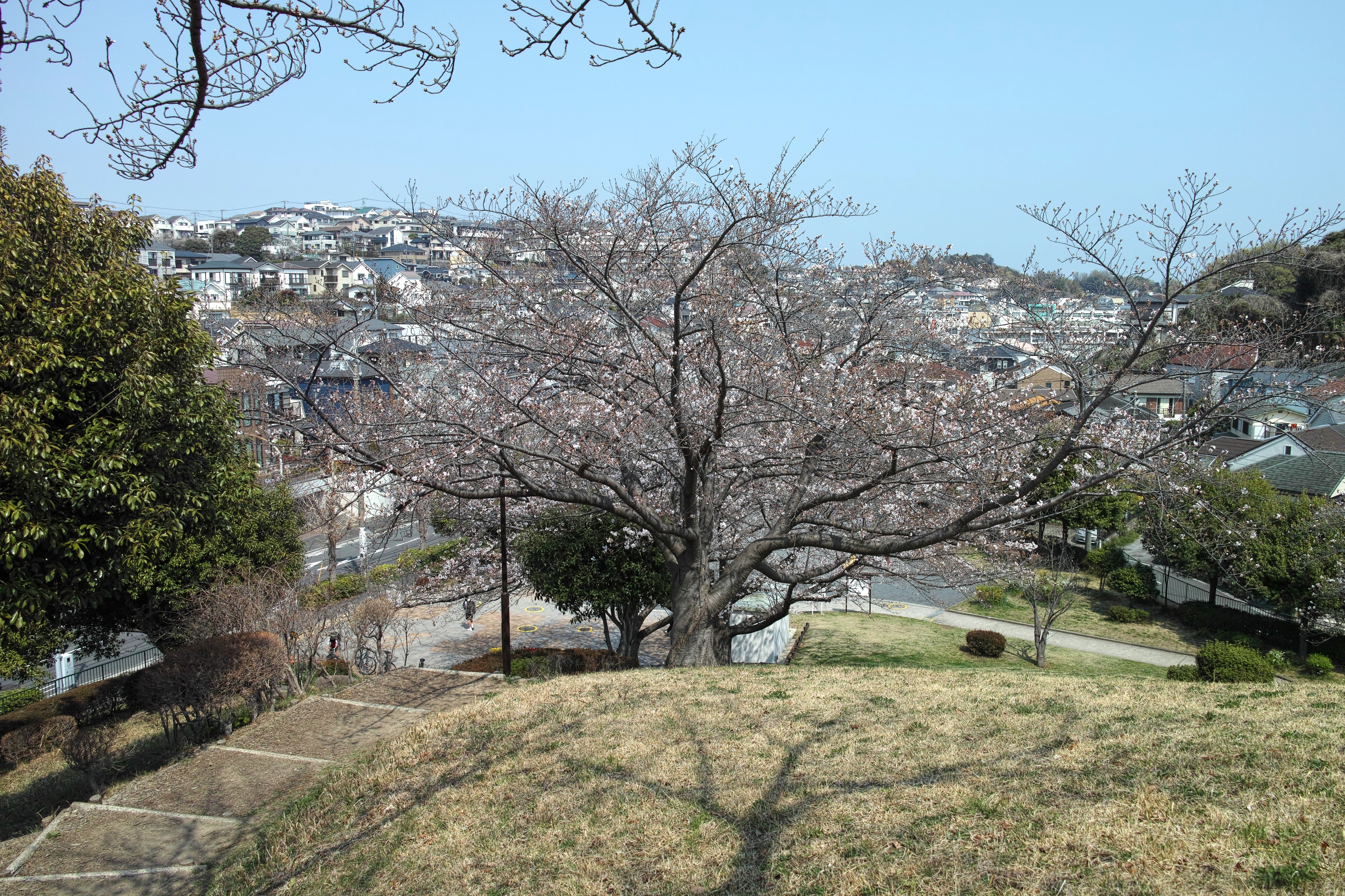 桜2.jpg