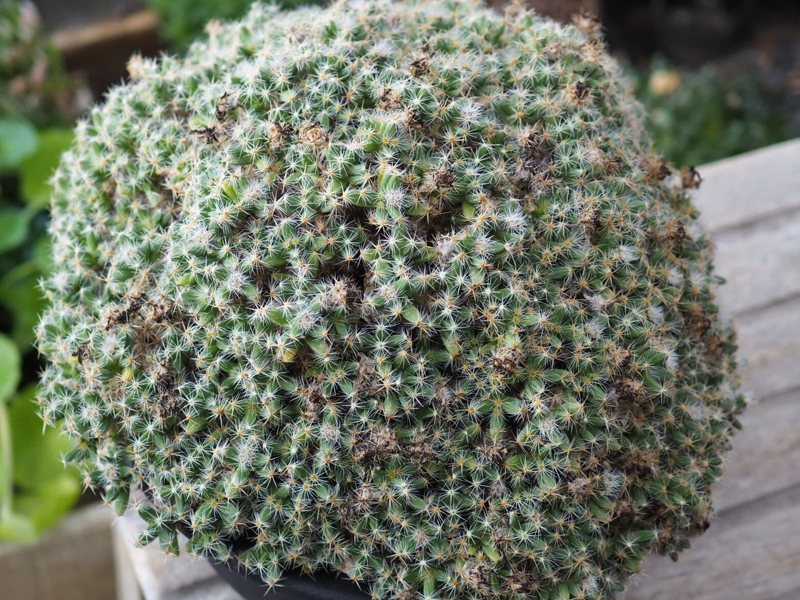 P3217372_2.JPG