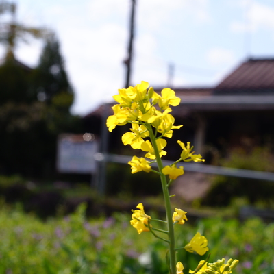 SDIM0702.JPG