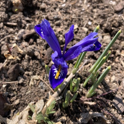 IMG_4994.jpeg