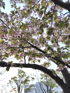 桜.jpeg