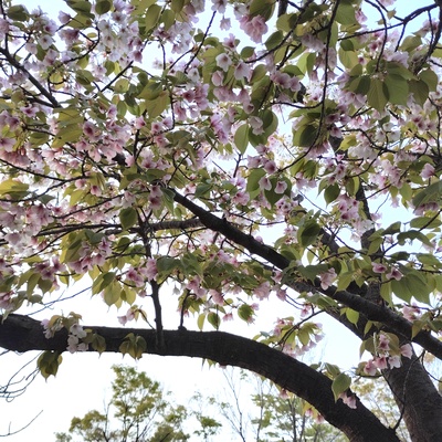 桜.jpeg