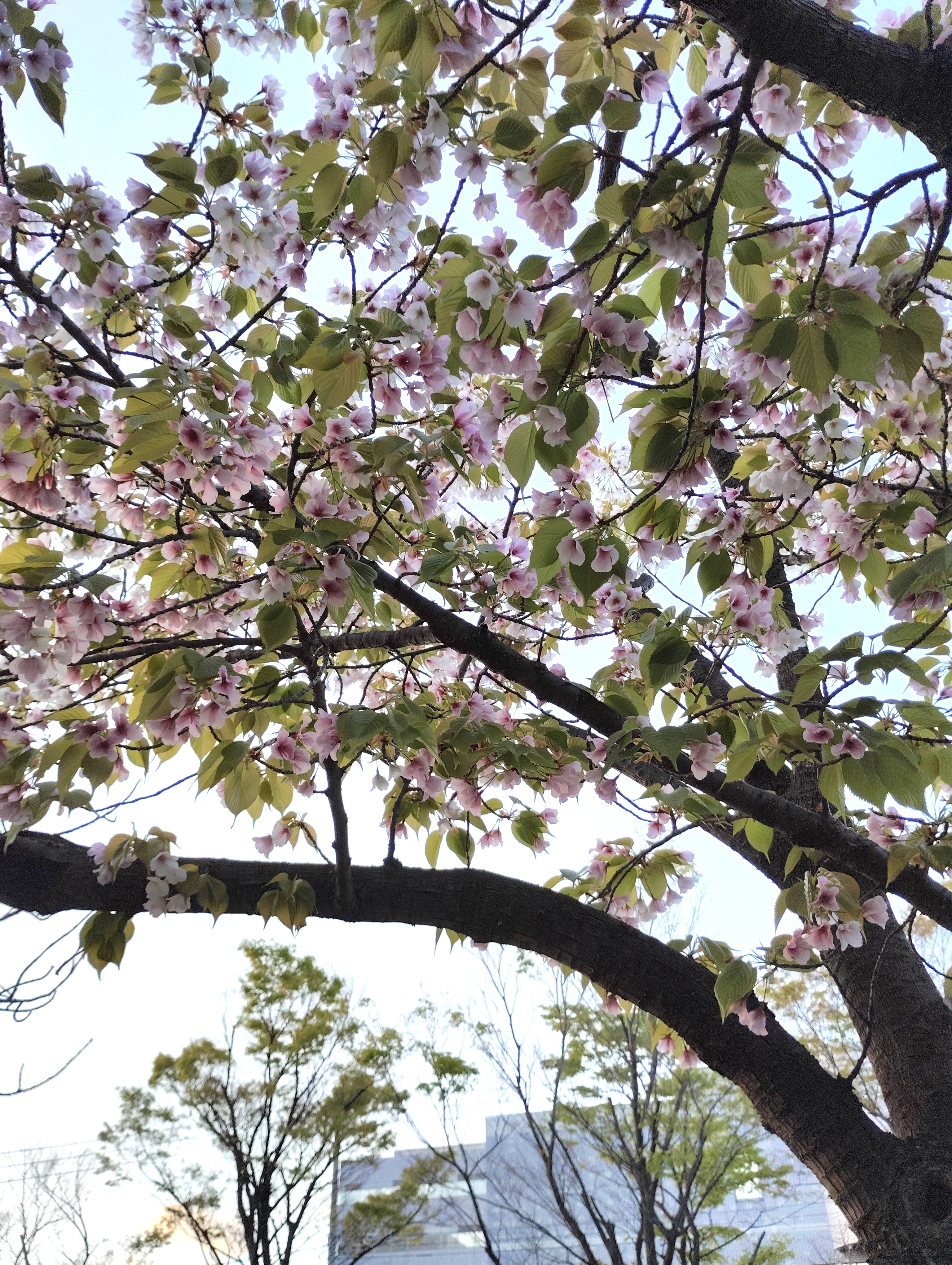 桜.jpeg