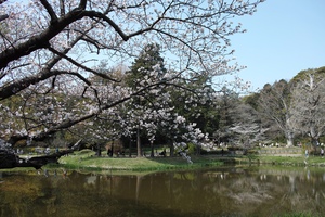 桜1.jpg