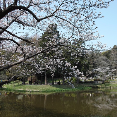 桜1.jpg