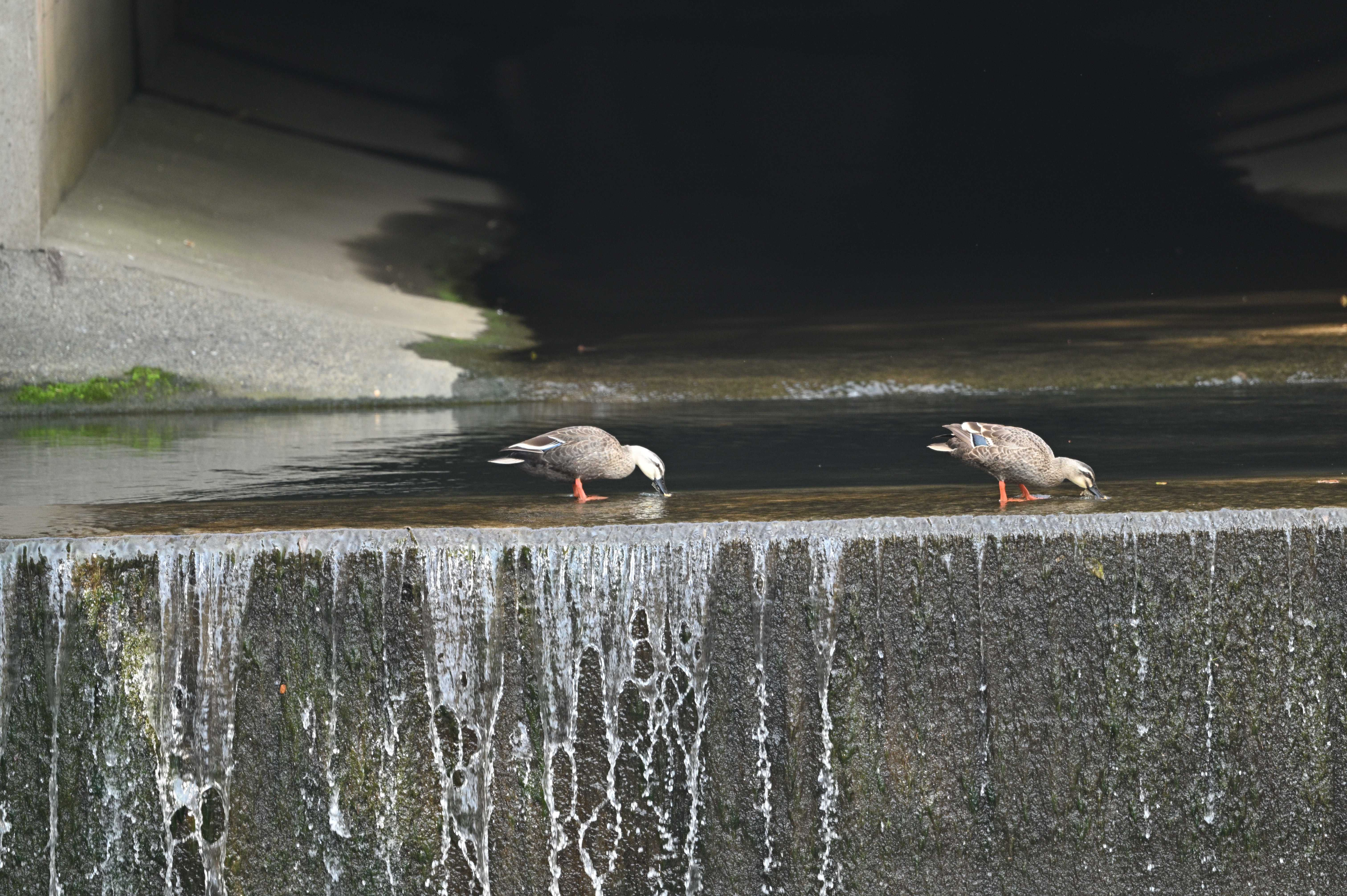 カル_08.JPG