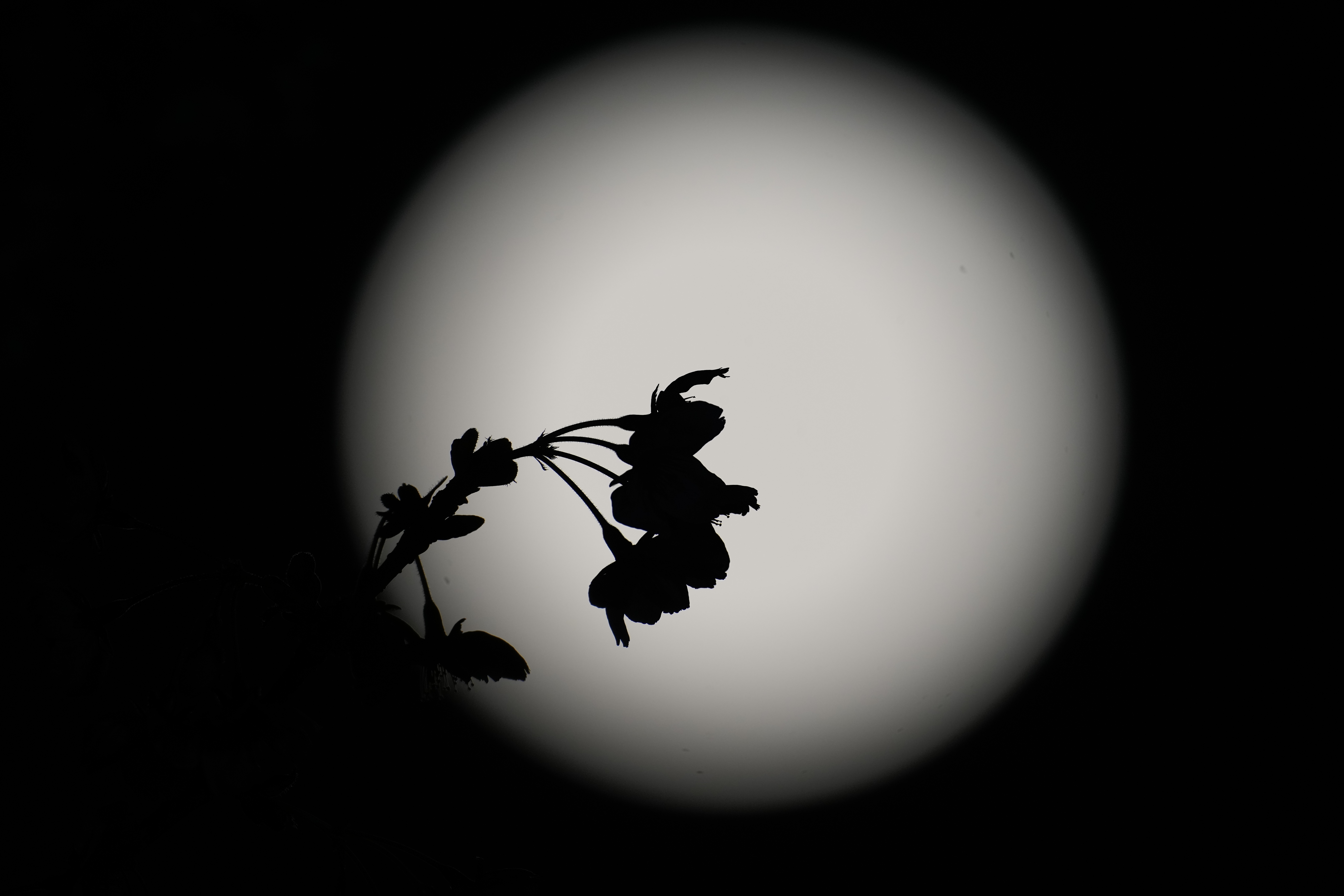 DSC04134.jpeg