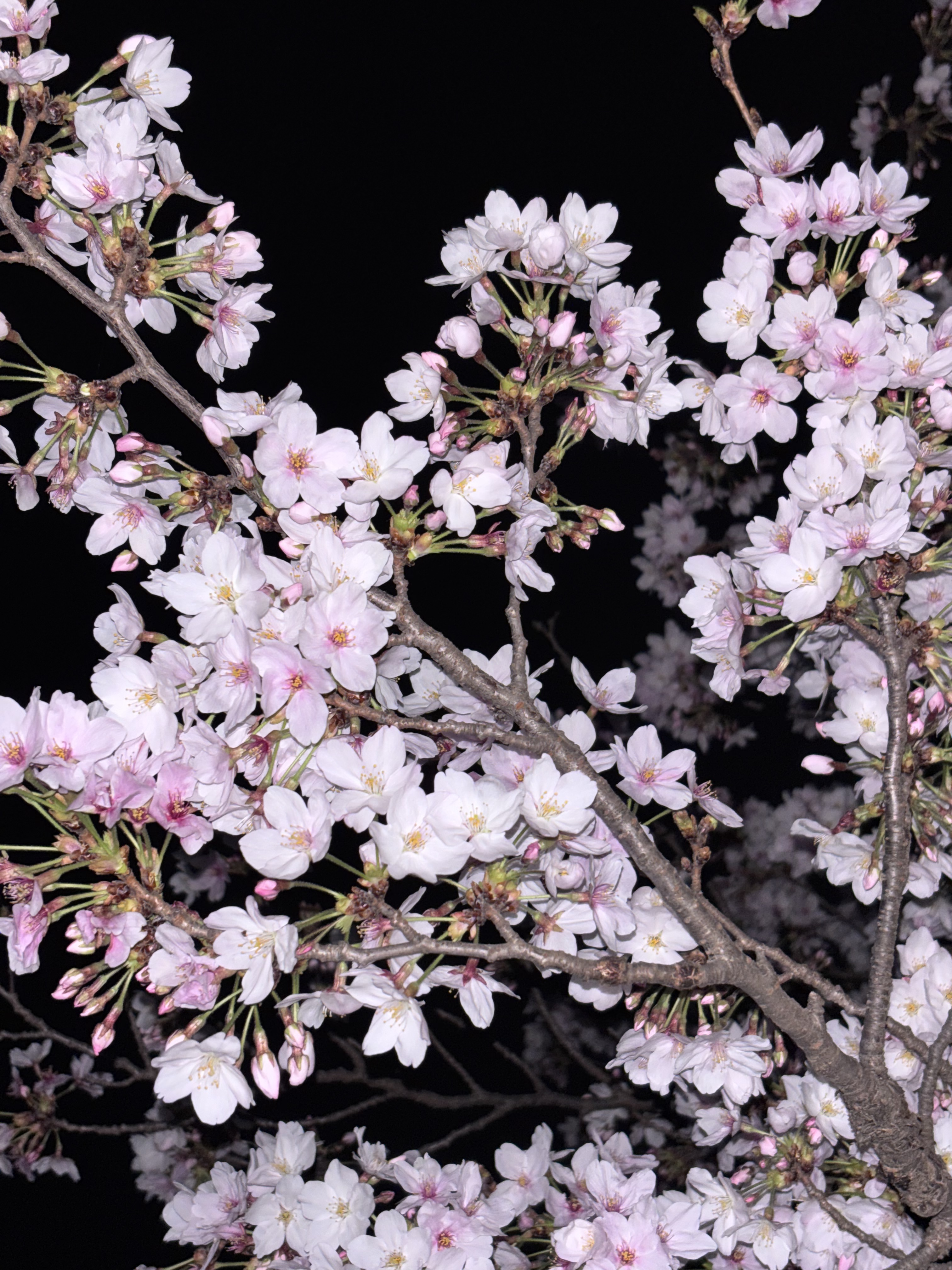 IMG_0983.jpeg