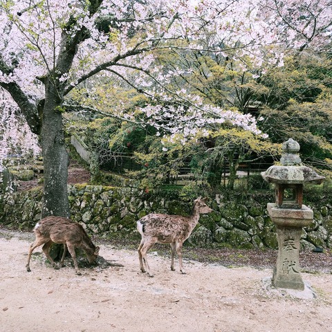 厳島神社２.jpg