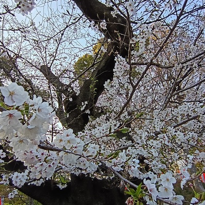 IMG_20260328_154441712_HDR.jpg