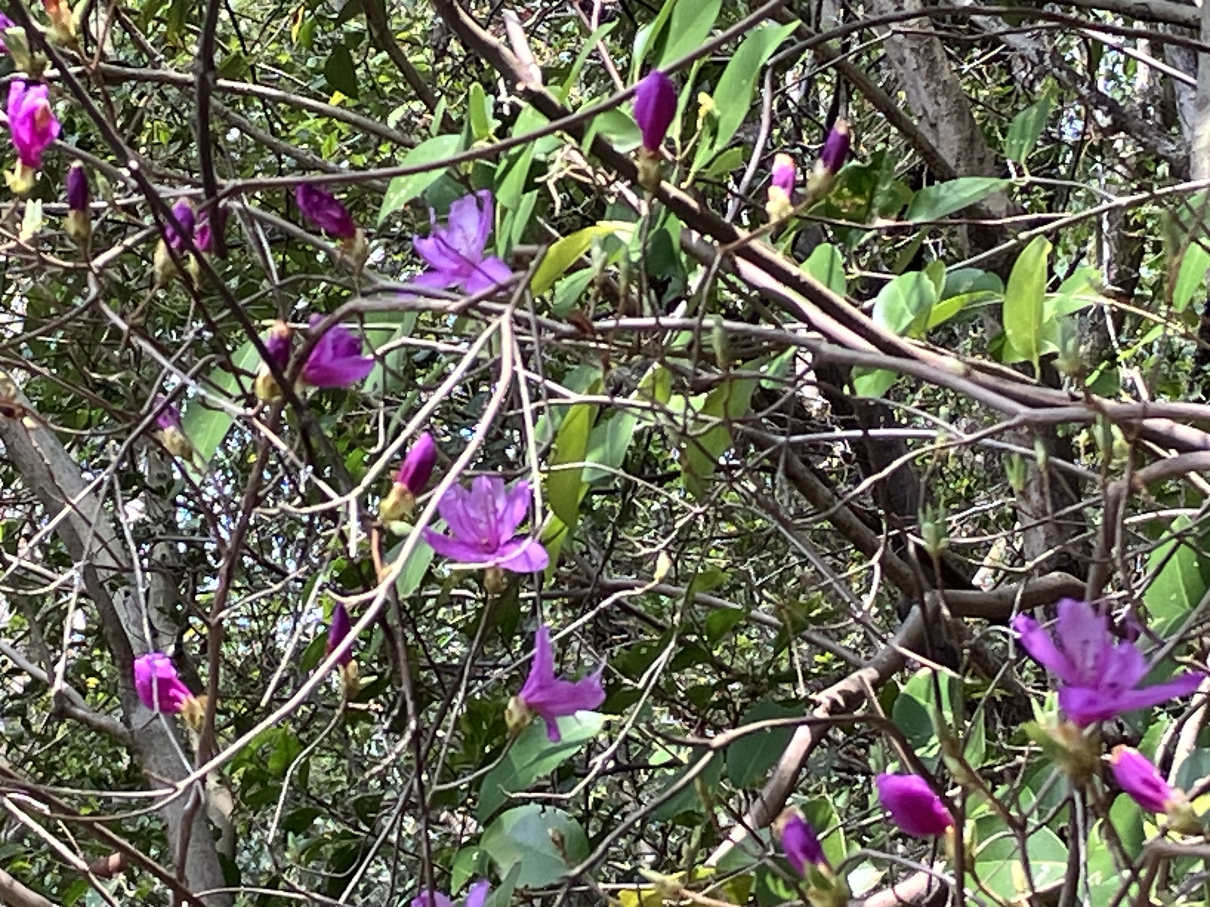 IMG_7135.jpeg