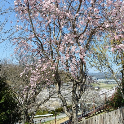 IMG20260403134829.jpg
