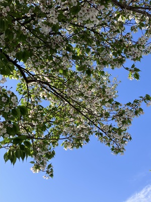 IMG_4455.jpeg