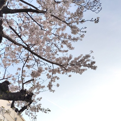 桜.jpeg