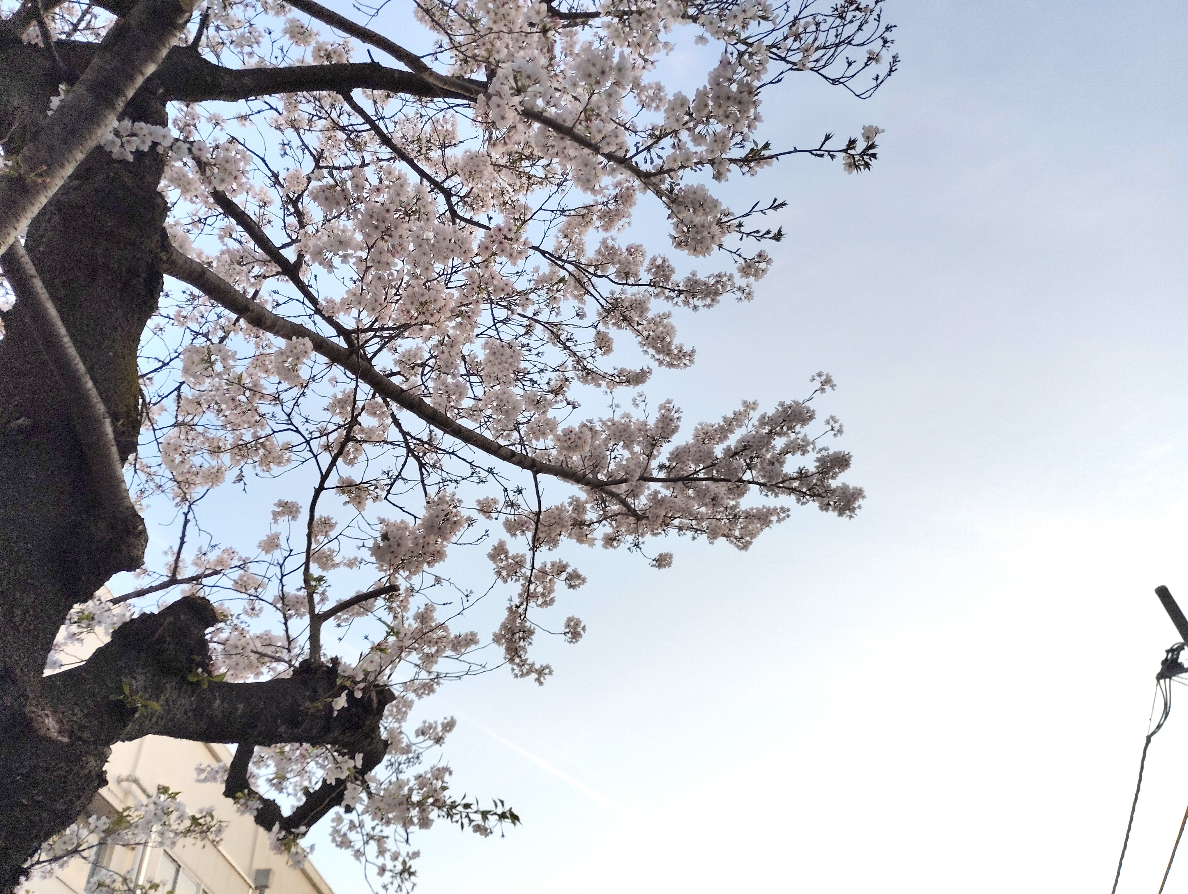 桜.jpeg