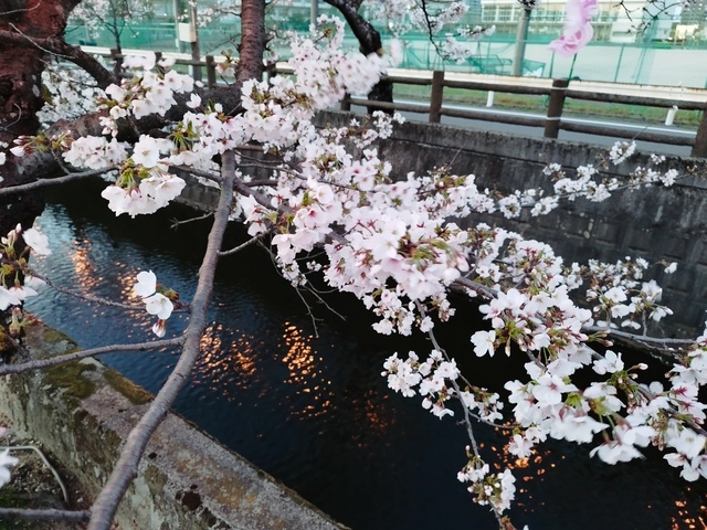 IMG_20260402_182405.jpg