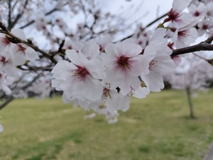 IMG20260404102523.jpg