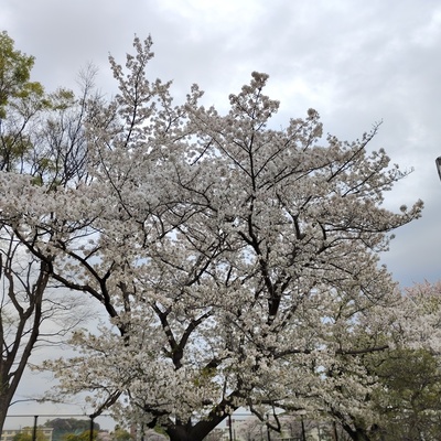 桜標準木.jpeg