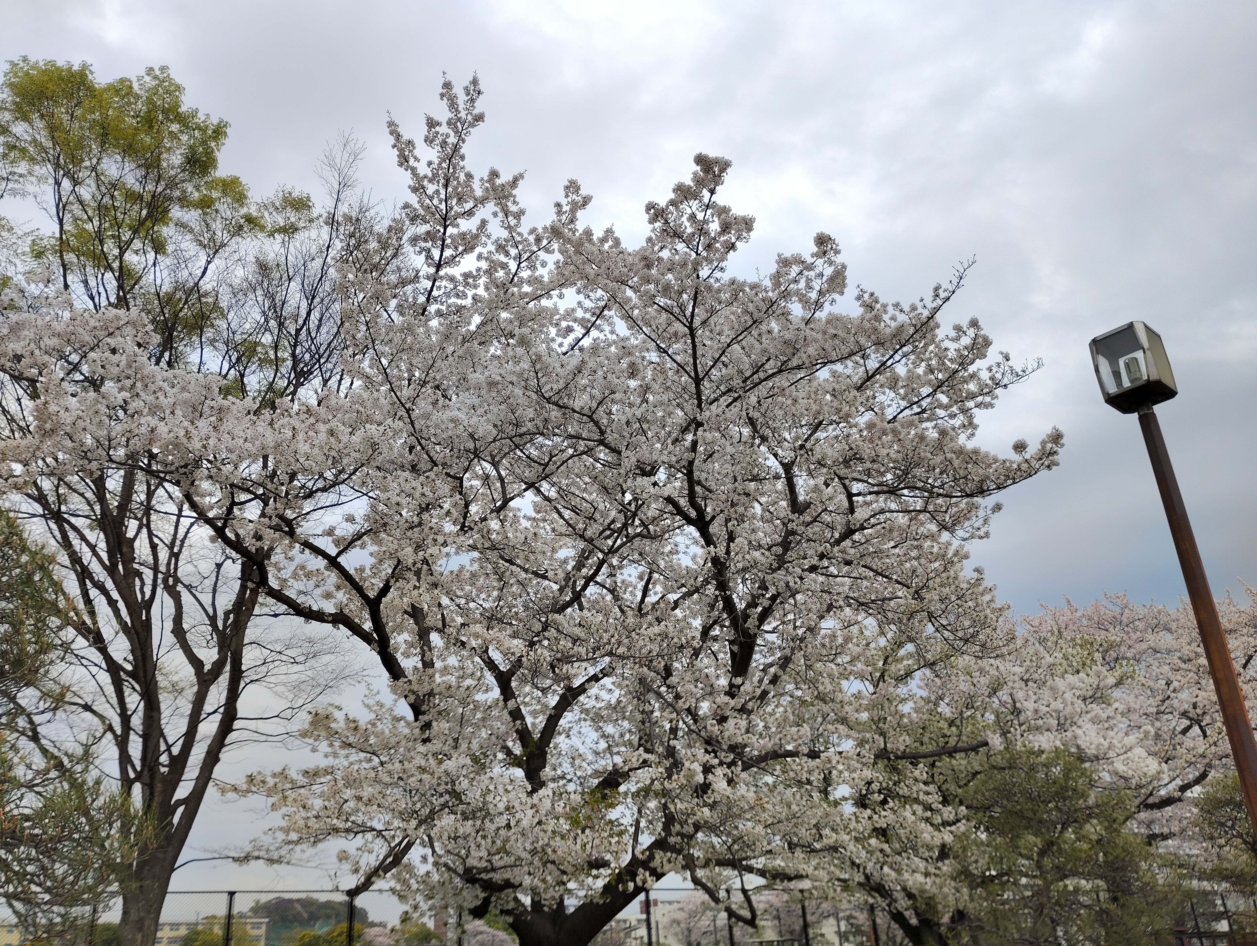 桜標準木.jpeg