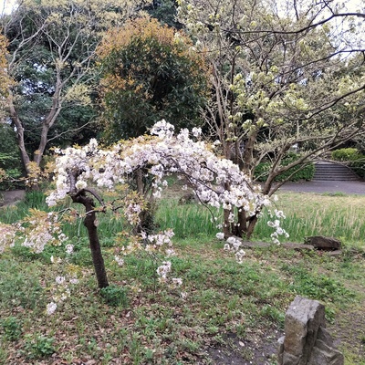 枝垂れ桜２.jpeg