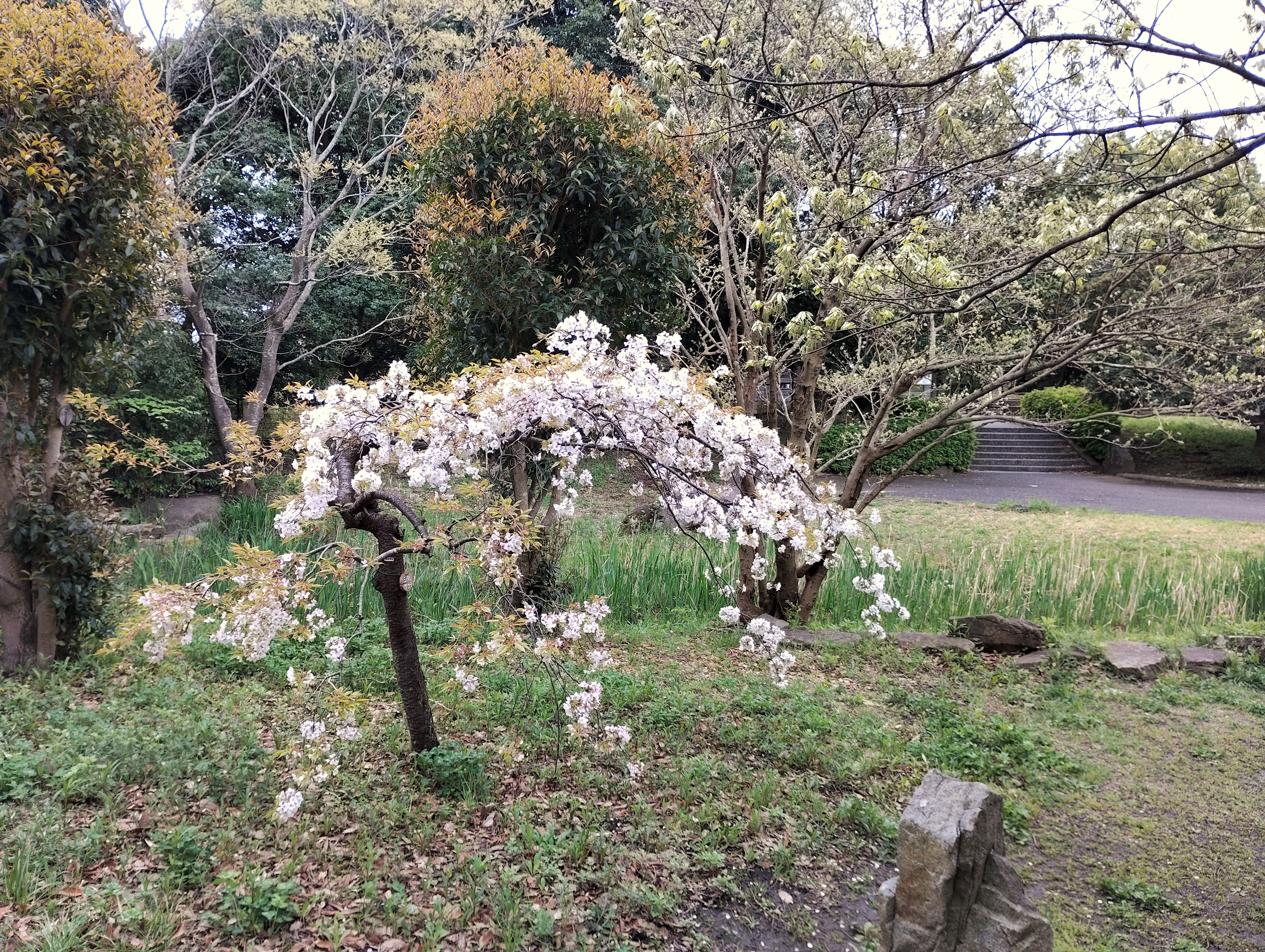 枝垂れ桜２.jpeg