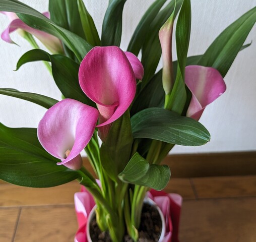 PXL_20240509_230134364.jpg