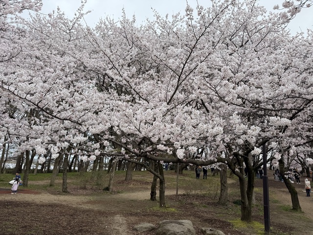 IMG_5421.jpeg