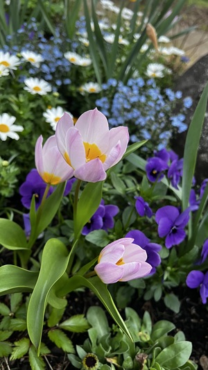 IMG_9070.jpeg