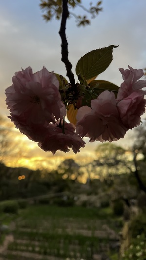 IMG_9060.jpeg