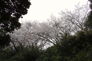 裏山のさくら.jpg