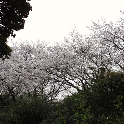 裏山のさくら.jpg
