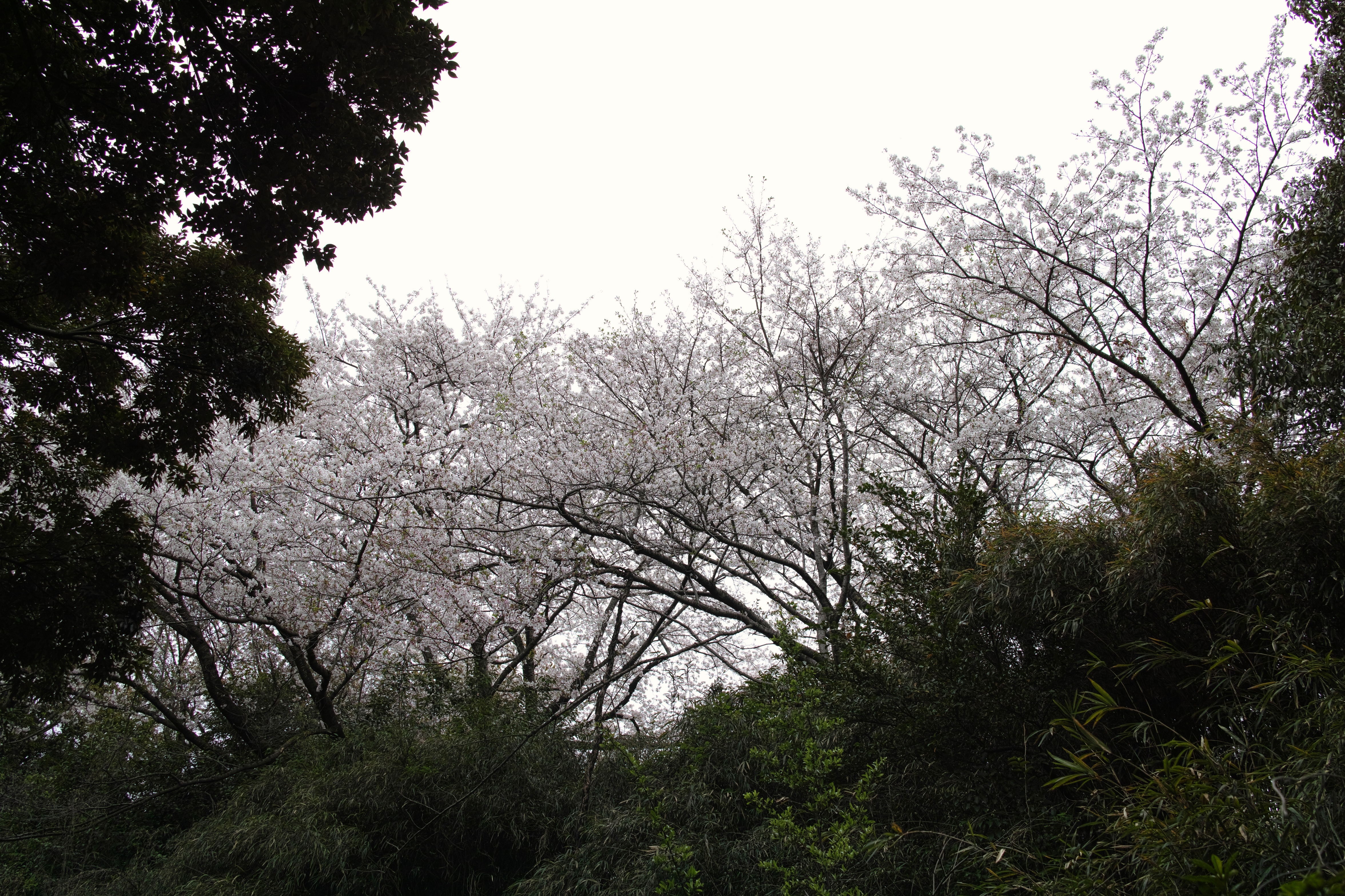 裏山のさくら.jpg