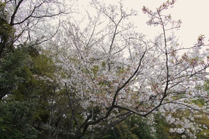 さくら1.jpg