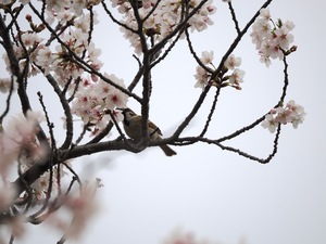 スズメ桜.jpg