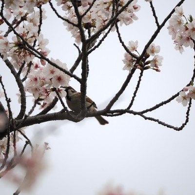スズメ桜.jpg