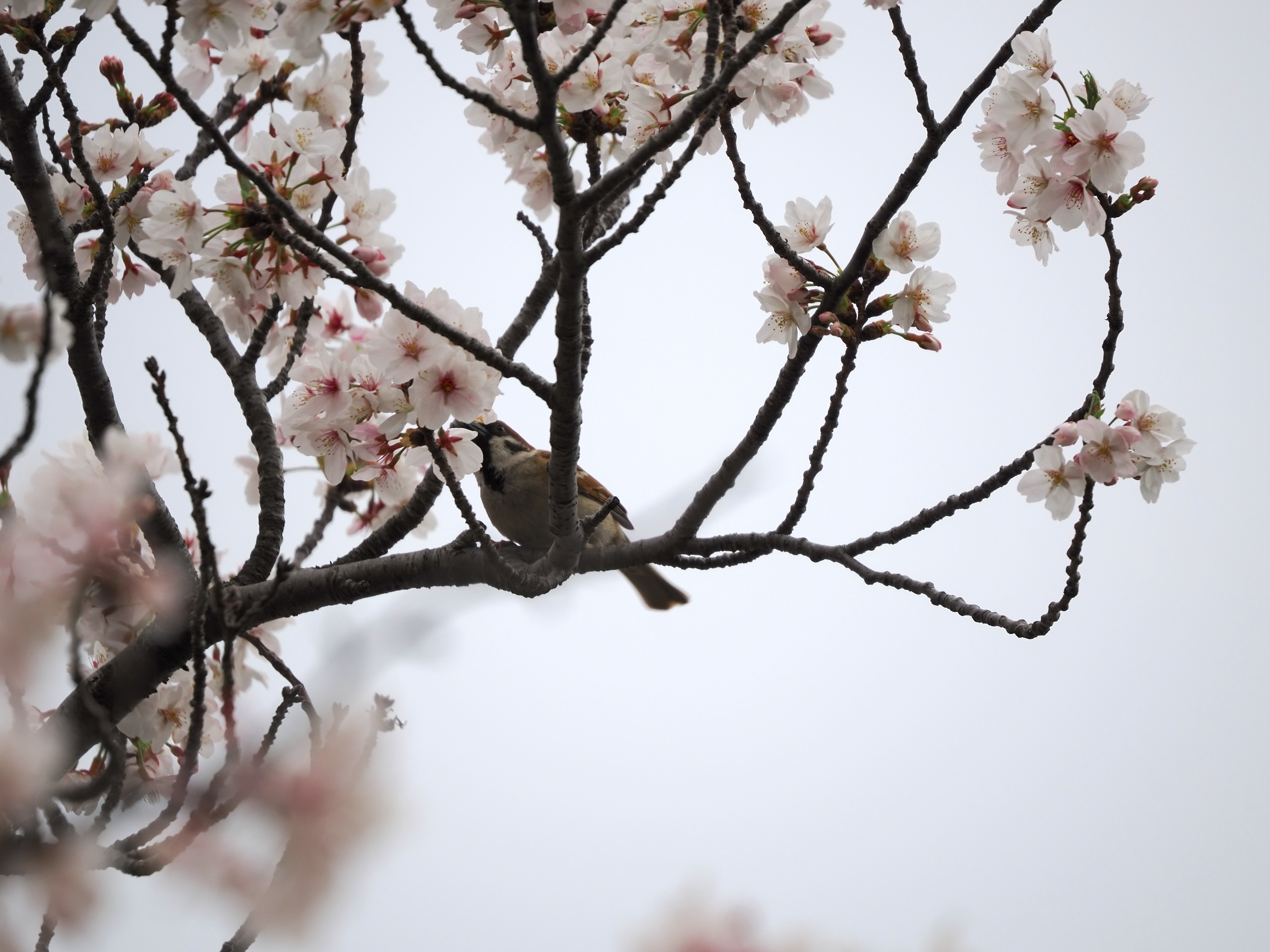 スズメ桜.jpg