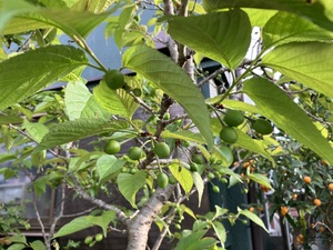 IMG_7219.jpeg