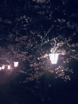 IMG_2735.jpeg