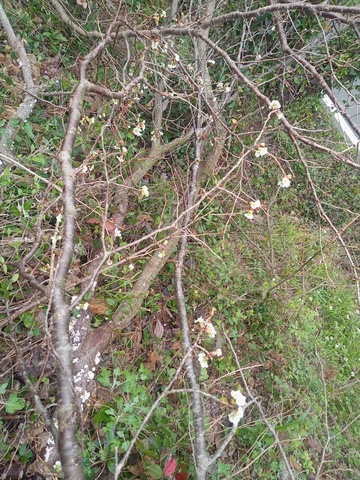 IMG_20260406_080803307_MFNR.jpg