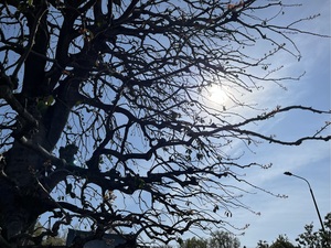 IMG_2982.jpeg