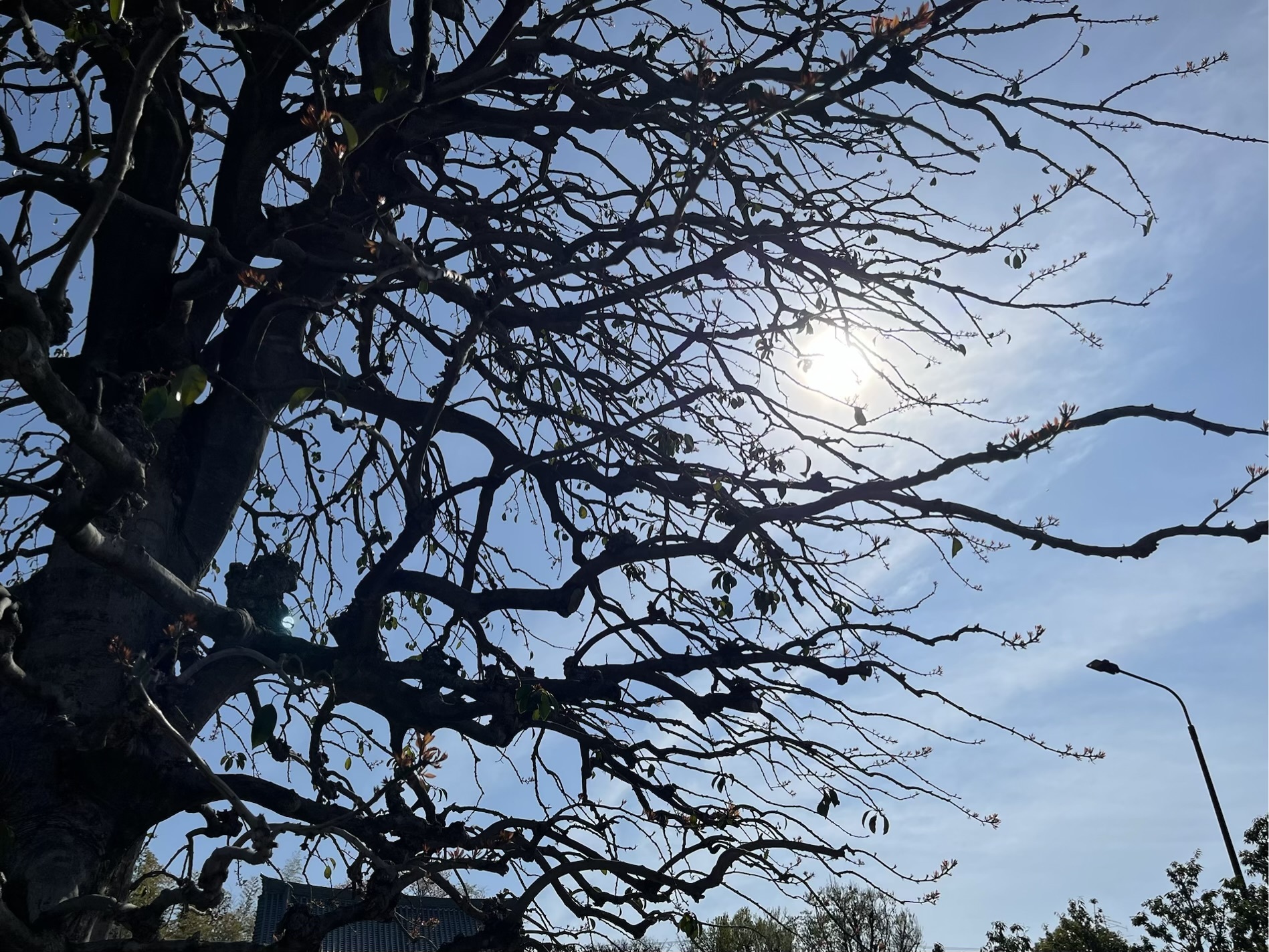 IMG_2982.jpeg