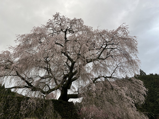 IMG_8654.jpeg